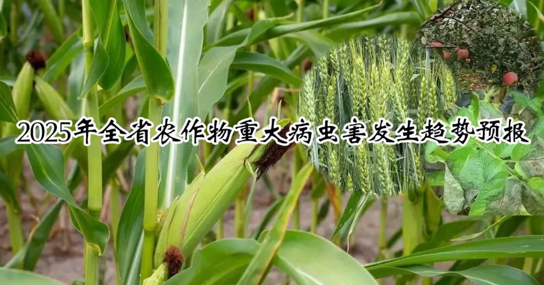 2025年山西省农作物重大病虫害发生趋势预报