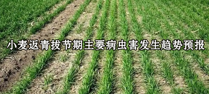 小麦返青拔节期主要病虫害发生趋势及防治建议