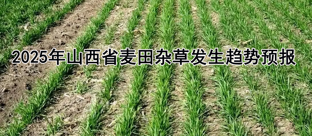 2025年山西省麦田杂草发生趋势及防除建议