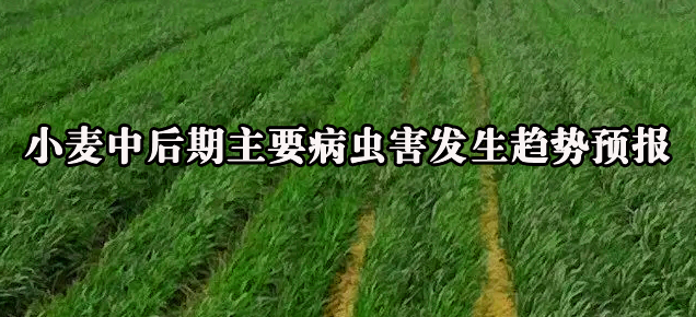小麦中后期主要病虫害发生趋势及防控建议