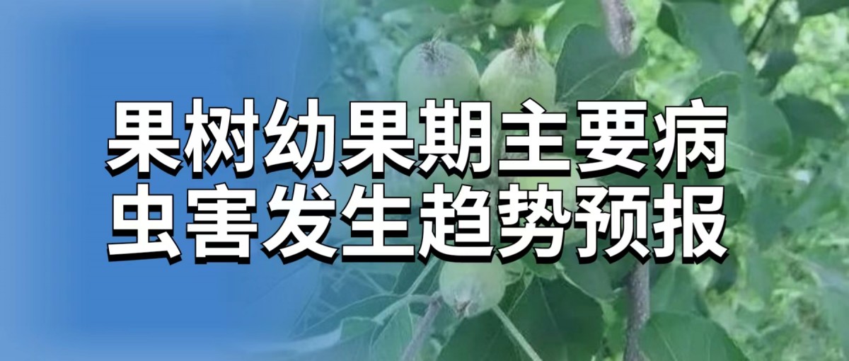 果树幼果期主要病虫害发生趋势及防治建议