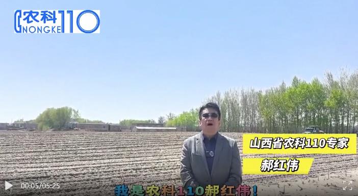 抗旱有方，专家为玉米种植支招