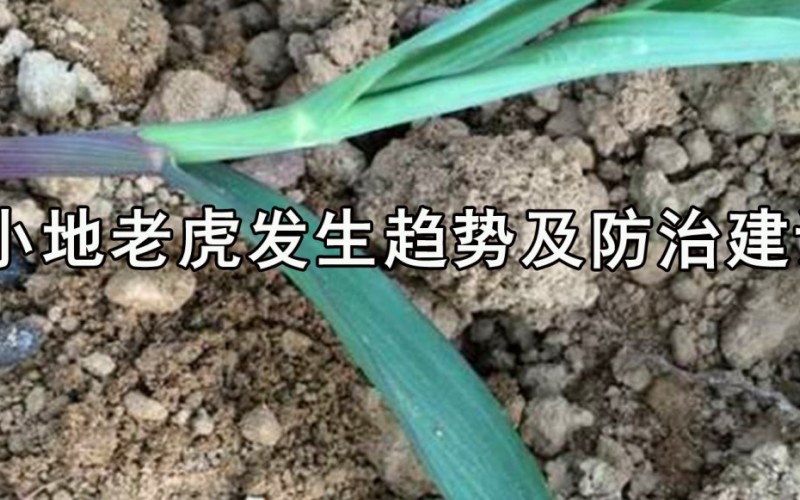 小地老虎发生趋势及防治建议