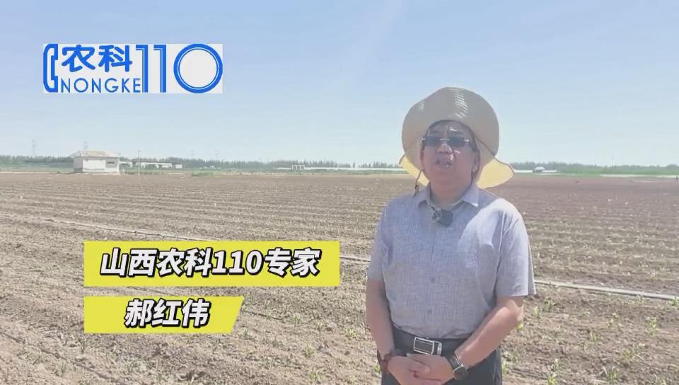 玉米出现“紫苗”原因及防治措施