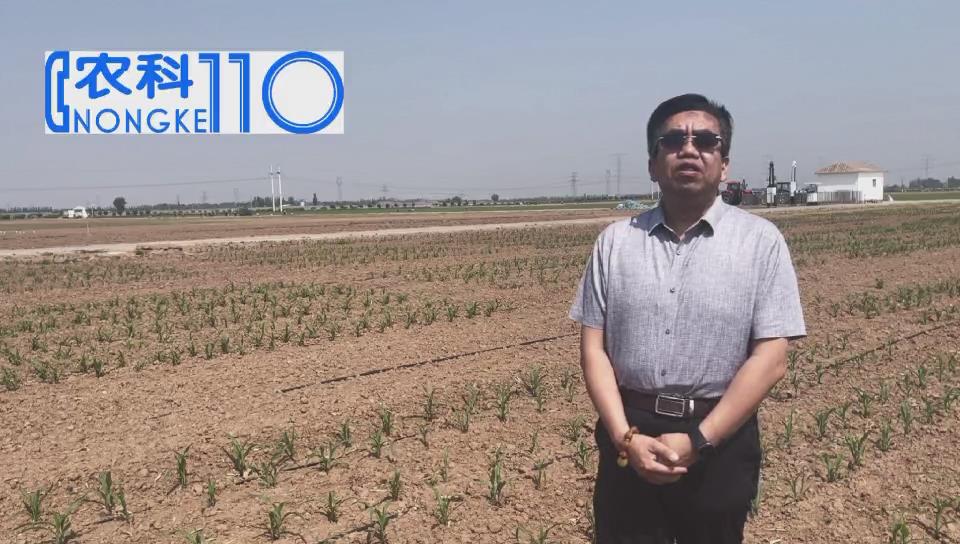 玉米地除草，专家提出这些建议