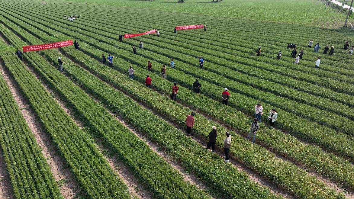 小麦套种玉米模式 破解山西中部“一年两熟”种植瓶颈