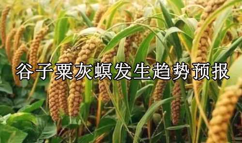 今年谷子粟灰螟趋偏轻发生趋势