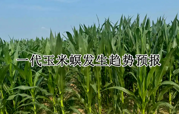 一代玉米螟发生趋势及防治建议