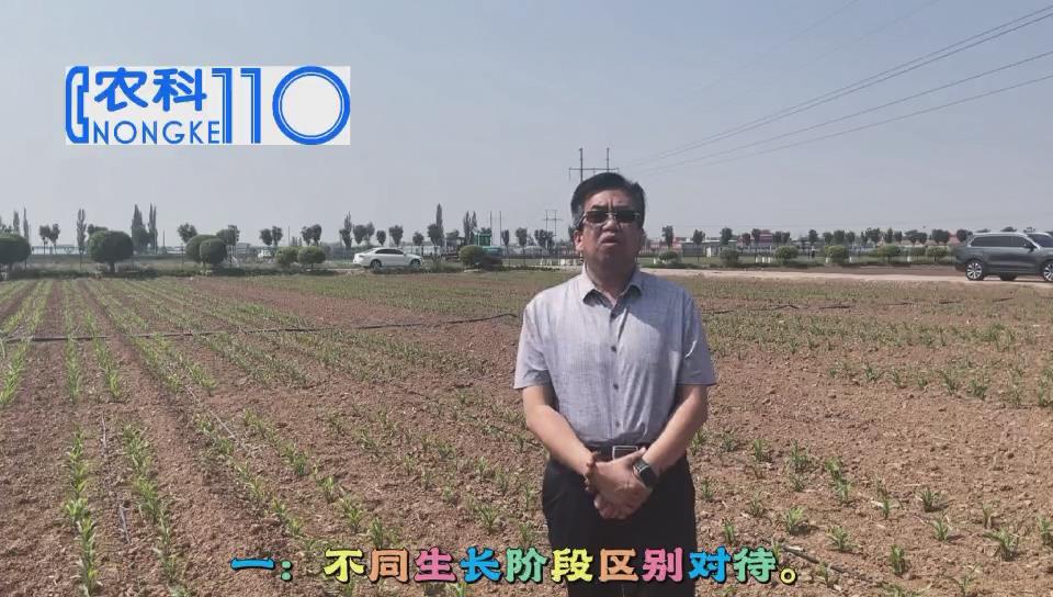 玉米分阶段水肥管理，专家揭秘增产妙招！