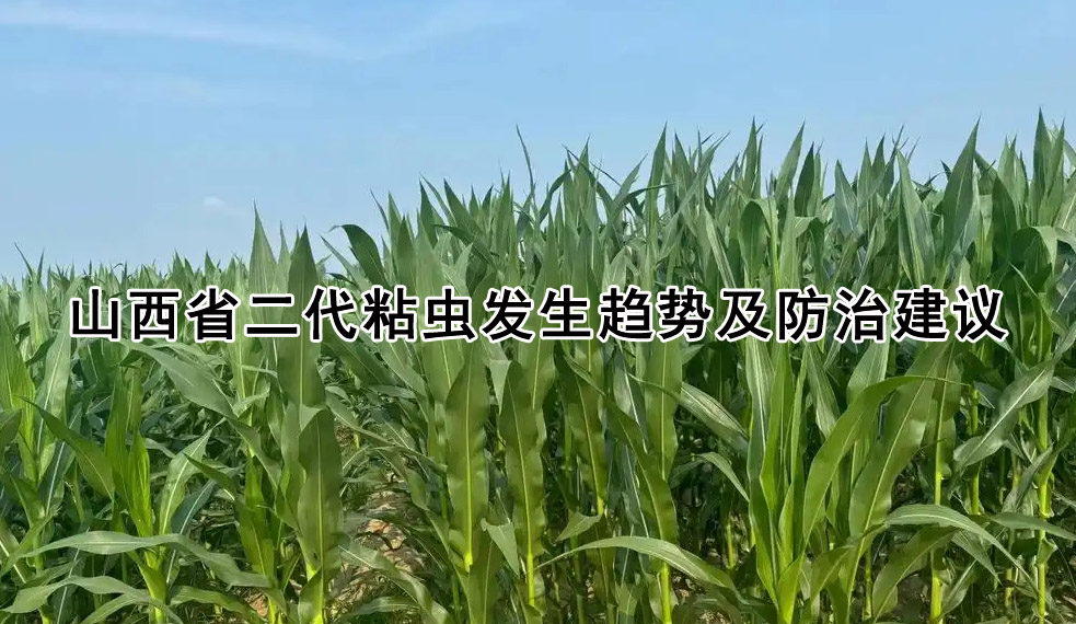 山西省二代粘虫发生趋势及防治建议