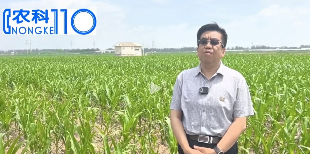 玉米病害高发，专家详解防治要点