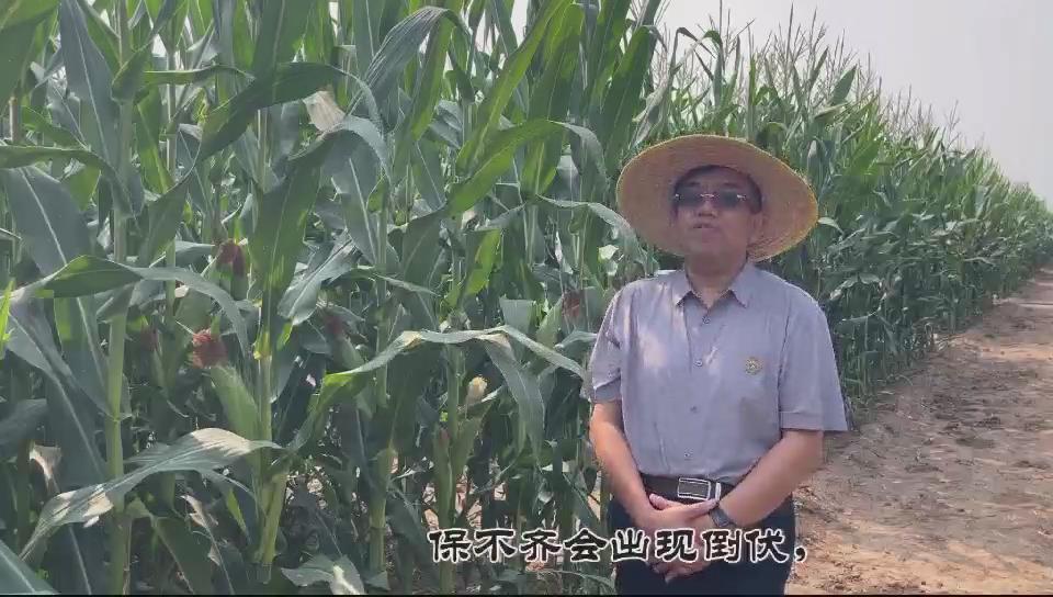 玉米灌浆期田间如何管理