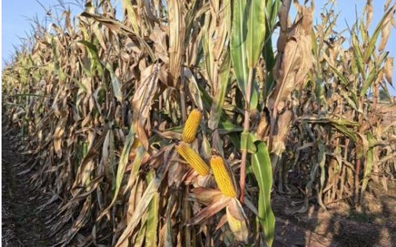 山西中部推广“一年两作”新模式 套种技术助力粮食增产