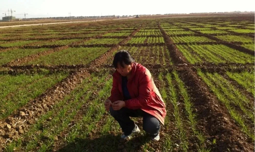 抗湿晚播小麦冬前如何科学管理
