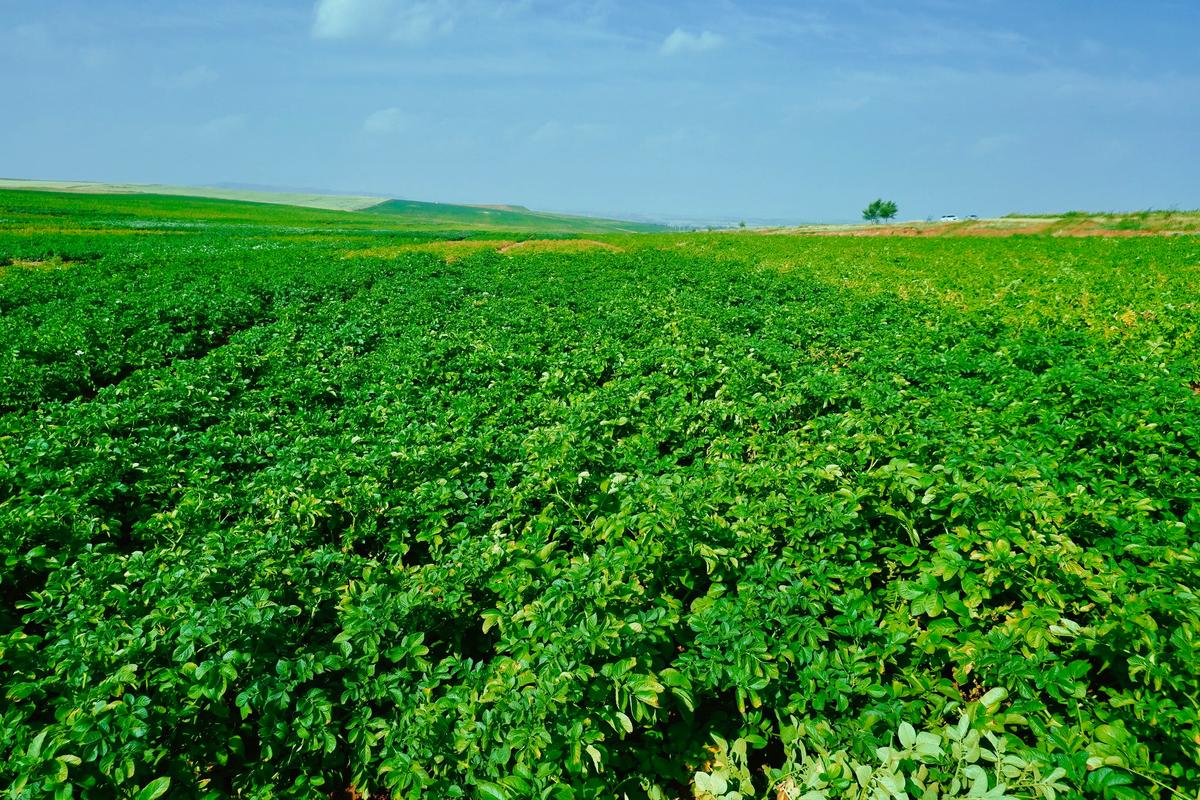 马铃薯主要病虫害中后期发生趋势及防控建议