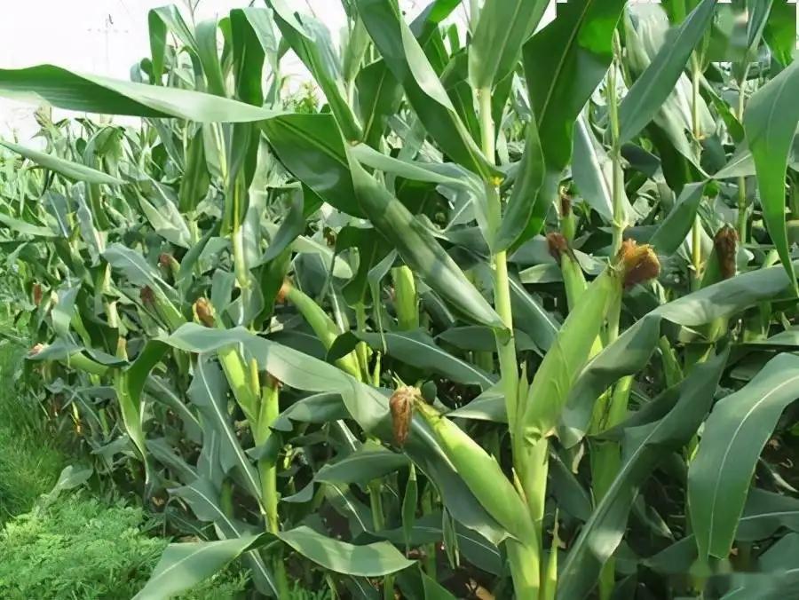 暴发性害虫中后期发生趋势及防控建议