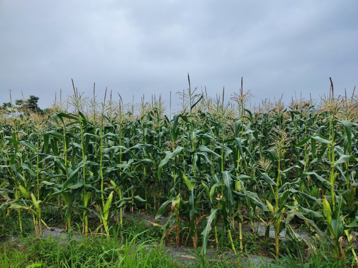 玉米中后期病虫害发生趋势预报