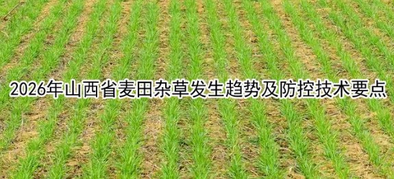2026年山西省麦田杂草发生趋势及防控要点