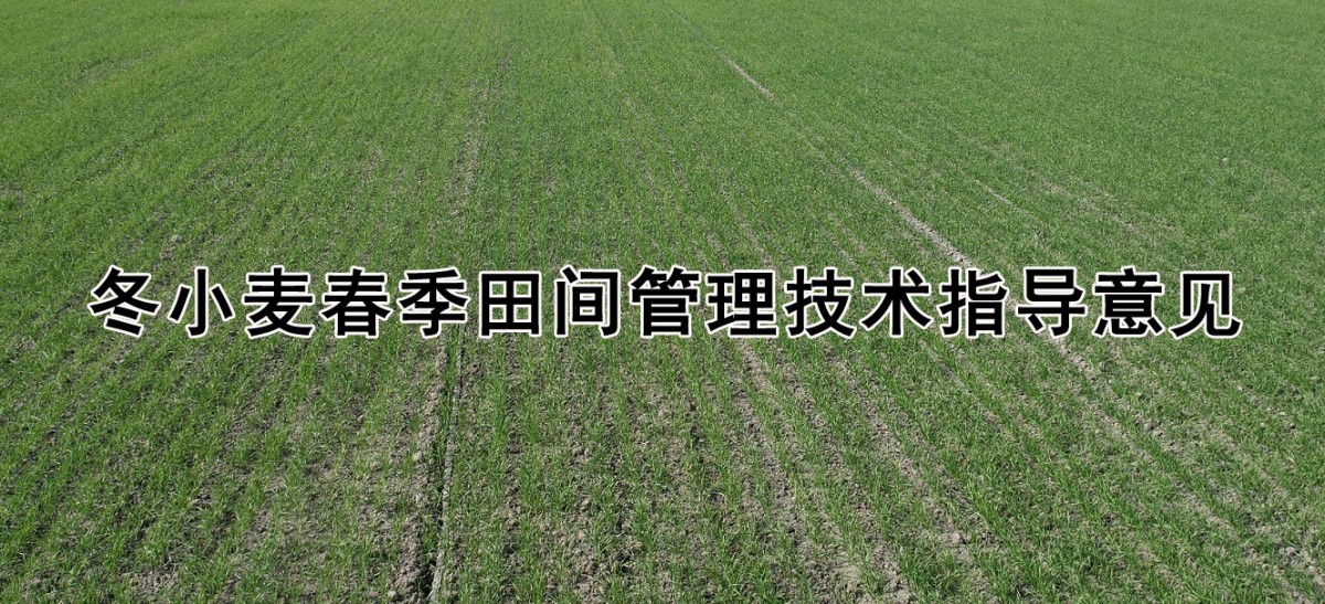 2026年山西省冬小麦春季田间管理技术指导意见
