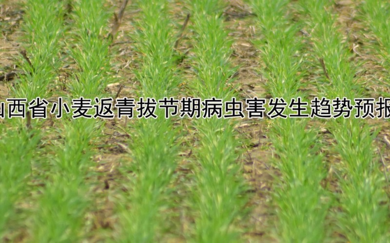 山西省小麦返青拔节期病虫害发生趋势预报
