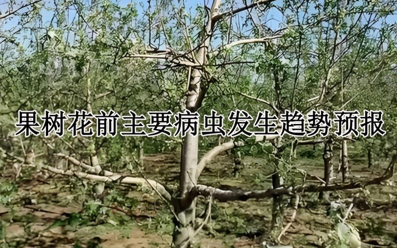 果树花前主要病虫发生趋势及防治建议